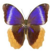 CALIGO URANUS 